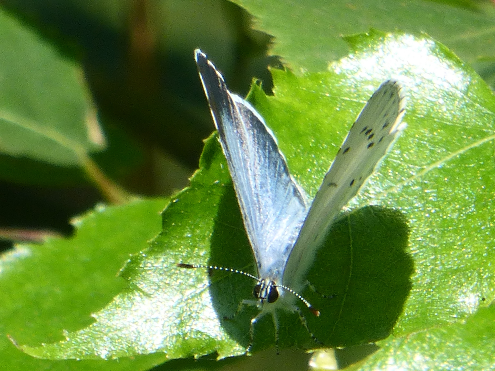 Is dit een boomblauwtje